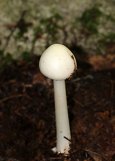 Eastern North American Destroying Angel - Amanita bisporigera Cap: White; smooth, but sticky; conical
Gills; white; crowded; free
Stem: White; bulbous base with a well-developed sac; ring near top of the stem
Habitat: Growing in duff in a mostly deciduous forest

**DEADLY poisonous**
https://www.jungledragon.com/image/89201/eastern_north_american_destroying_angel_-_amanita_bisporigera.html
https://www.jungledragon.com/image/89200/eastern_north_american_destroying_angel_-_amanita_bisporigera.html Amanita,Amanita bisporigera,Eastern North American destroying angel,Geotagged,Summer,United States,destroying angel,mushroom,white mushroom