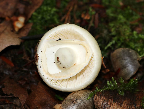 Eastern North American Destroying Angel - Amanita bisporigera Cap: White; smooth, but sticky; conical
Gills; white; crowded; free
Stem: White; bulbous base with a well-developed sac; ring near top of the stem
Habitat: Growing in duff in a mostly deciduous forest

**DEADLY poisonous**

https://www.jungledragon.com/image/89201/eastern_north_american_destroying_angel_-_amanita_bisporigera.html
https://www.jungledragon.com/image/89199/eastern_north_american_destroying_angel_-_amanita_bisporigera.html Amanita bisporigera,Eastern North American destroying angel,Geotagged,Summer,United States