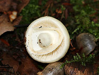 Eastern North American Destroying Angel - Amanita bisporigera Cap: White; smooth, but sticky; conical<br />
Gills; white; crowded; free<br />
Stem: White; bulbous base with a well-developed sac; ring near top of the stem<br />
Habitat: Growing in duff in a mostly deciduous forest<br />
<br />
**DEADLY poisonous**<br />
<br />
https://www.jungledragon.com/image/89201/eastern_north_american_destroying_angel_-_amanita_bisporigera.html<br />
https://www.jungledragon.com/image/89199/eastern_north_american_destroying_angel_-_amanita_bisporigera.html Amanita bisporigera,Eastern North American destroying angel,Geotagged,Summer,United States