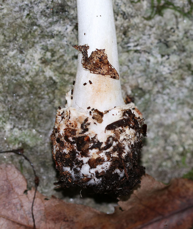 Eastern North American Destroying Angel - Amanita bisporigera Cap: White; smooth, but sticky; conical<br />
Gills; white; crowded; free<br />
Stem: White; bulbous base with a well-developed sac; ring near top of the stem<br />
Habitat: Growing in duff in a mostly deciduous forest<br />
<br />
**DEADLY poisonous**<br />
<figure class="photo"><a href="https://www.jungledragon.com/image/89200/eastern_north_american_destroying_angel_-_amanita_bisporigera.html" title="Eastern North American Destroying Angel - Amanita bisporigera"><img src="https://s3.amazonaws.com/media.jungledragon.com/images/3232/89200_thumb.jpg?AWSAccessKeyId=05GMT0V3GWVNE7GGM1R2&Expires=1759968010&Signature=pS9EJRYy6l4uKHw0bV6BiYXJ5bg%3D" width="200" height="152" alt="Eastern North American Destroying Angel - Amanita bisporigera Cap: White; smooth, but sticky; conical<br />
Gills; white; crowded; free<br />
Stem: White; bulbous base with a well-developed sac; ring near top of the stem<br />
Habitat: Growing in duff in a mostly deciduous forest<br />
<br />
**DEADLY poisonous**<br />
<br />
https://www.jungledragon.com/image/89201/eastern_north_american_destroying_angel_-_amanita_bisporigera.html<br />
https://www.jungledragon.com/image/89199/eastern_north_american_destroying_angel_-_amanita_bisporigera.html Amanita bisporigera,Eastern North American destroying angel,Geotagged,Summer,United States" /></a></figure><br />
<figure class="photo"><a href="https://www.jungledragon.com/image/89199/eastern_north_american_destroying_angel_-_amanita_bisporigera.html" title="Eastern North American Destroying Angel - Amanita bisporigera"><img src="https://s3.amazonaws.com/media.jungledragon.com/images/3232/89199_thumb.jpg?AWSAccessKeyId=05GMT0V3GWVNE7GGM1R2&Expires=1759968010&Signature=AQpKCOD7%2FI9Pp43dUCORDW7ZubI%3D" width="110" height="152" alt="Eastern North American Destroying Angel - Amanita bisporigera Cap: White; smooth, but sticky; conical<br />
Gills; white; crowded; free<br />
Stem: White; bulbous base with a well-developed sac; ring near top of the stem<br />
Habitat: Growing in duff in a mostly deciduous forest<br />
<br />
**DEADLY poisonous**<br />
https://www.jungledragon.com/image/89201/eastern_north_american_destroying_angel_-_amanita_bisporigera.html<br />
https://www.jungledragon.com/image/89200/eastern_north_american_destroying_angel_-_amanita_bisporigera.html Amanita,Amanita bisporigera,Eastern North American destroying angel,Geotagged,Summer,United States,destroying angel,mushroom,white mushroom" /></a></figure> Amanita bisporigera,Eastern North American destroying angel,Geotagged,Summer,United States