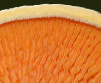 Hygrophoropsis aurantiaca Cap: Fuzzy; Pale orange with darker orange center<br />
Gills: Wavy; maybe false gills?; orange; forked<br />
Stem: Sticky; orange; curved at base<br />
Habitat: Coniferous forest with few deciduous trees; mostly pine<br />
https://www.jungledragon.com/image/89230/unidentified_mushroom_-_hygrophoropsis_sp.html<br />
https://www.jungledragon.com/image/89229/unidentified_mushroom_-_hygrophoropsis_sp.html<br />
https://www.jungledragon.com/image/89228/unidentified_mushroom_-_hygrophoropsis_sp.html False chanterelle,Geotagged,Hygrophoropsis aurantiaca,Summer,United States,fungus,mushroom,orange