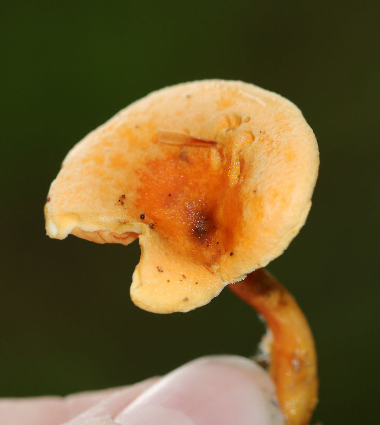 Hygrophoropsis aurantiaca Cap: Fuzzy; Pale orange with darker orange center<br />
Gills: Wavy; maybe false gills?; orange; forked<br />
Stem: Sticky; orange; curved at base<br />
Habitat: Coniferous forest with few deciduous trees; mostly pine<br />
<figure class="photo"><a href="https://www.jungledragon.com/image/89229/hygrophoropsis_aurantiaca.html" title="Hygrophoropsis aurantiaca"><img src="https://s3.amazonaws.com/media.jungledragon.com/images/3232/89229_thumb.jpg?AWSAccessKeyId=05GMT0V3GWVNE7GGM1R2&Expires=1759968010&Signature=pe0ESUGQ6zWhchYyxn%2Fd%2Bd4hWLk%3D" width="122" height="152" alt="Hygrophoropsis aurantiaca <br />
Cap: Fuzzy; Pale orange with darker orange center<br />
Gills: Wavy; maybe false gills?; orange; forked<br />
Stem: Sticky; orange; curved at base<br />
Habitat: Coniferous forest with few deciduous trees; mostly pine<br />
https://www.jungledragon.com/image/89227/unidentified_mushroom_-_hygrophoropsis_sp.html<br />
https://www.jungledragon.com/image/89230/unidentified_mushroom_-_hygrophoropsis_sp.html<br />
https://www.jungledragon.com/image/89228/unidentified_mushroom_-_hygrophoropsis_sp.html False chanterelle,Geotagged,Hygrophoropsis aurantiaca,Summer,United States" /></a></figure><br />
<figure class="photo"><a href="https://www.jungledragon.com/image/89227/hygrophoropsis_aurantiaca.html" title="Hygrophoropsis aurantiaca"><img src="https://s3.amazonaws.com/media.jungledragon.com/images/3232/89227_thumb.jpg?AWSAccessKeyId=05GMT0V3GWVNE7GGM1R2&Expires=1759968010&Signature=XZ9MnbHv6swfkwTmotWALt2OBQo%3D" width="200" height="166" alt="Hygrophoropsis aurantiaca Cap: Fuzzy; Pale orange with darker orange center<br />
Gills: Wavy; maybe false gills?; orange; forked<br />
Stem: Sticky; orange; curved at base<br />
Habitat: Coniferous forest with few deciduous trees; mostly pine<br />
https://www.jungledragon.com/image/89230/unidentified_mushroom_-_hygrophoropsis_sp.html<br />
https://www.jungledragon.com/image/89229/unidentified_mushroom_-_hygrophoropsis_sp.html<br />
https://www.jungledragon.com/image/89228/unidentified_mushroom_-_hygrophoropsis_sp.html False chanterelle,Geotagged,Hygrophoropsis aurantiaca,Summer,United States,fungus,mushroom,orange" /></a></figure><br />
<figure class="photo"><a href="https://www.jungledragon.com/image/89230/hygrophoropsis_aurantiaca.html" title="Hygrophoropsis aurantiaca"><img src="https://s3.amazonaws.com/media.jungledragon.com/images/3232/89230_thumb.jpg?AWSAccessKeyId=05GMT0V3GWVNE7GGM1R2&Expires=1759968010&Signature=MPFgaQE2N0Ny0GRGEOd4TcvS2z4%3D" width="200" height="168" alt="Hygrophoropsis aurantiaca Cap: Fuzzy; Pale orange with darker orange center<br />
Gills: Wavy; maybe false gills?; orange; forked<br />
Stem: Sticky; orange; curved at base<br />
Habitat: Coniferous forest with few deciduous trees; mostly pine<br />
https://www.jungledragon.com/image/89227/unidentified_mushroom_-_hygrophoropsis_sp.html<br />
https://www.jungledragon.com/image/89229/unidentified_mushroom_-_hygrophoropsis_sp.html<br />
https://www.jungledragon.com/image/89228/unidentified_mushroom_-_hygrophoropsis_sp.html False chanterelle,Geotagged,Hygrophoropsis aurantiaca,Summer,United States" /></a></figure> False chanterelle,Geotagged,Hygrophoropsis aurantiaca,Summer,United States