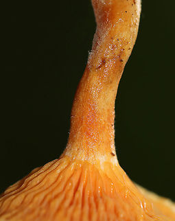 Hygrophoropsis aurantiaca 
Cap: Fuzzy; Pale orange with darker orange center
Gills: Wavy; maybe false gills?; orange; forked
Stem: Sticky; orange; curved at base
Habitat: Coniferous forest with few deciduous trees; mostly pine
https://www.jungledragon.com/image/89227/unidentified_mushroom_-_hygrophoropsis_sp.html
https://www.jungledragon.com/image/89230/unidentified_mushroom_-_hygrophoropsis_sp.html
https://www.jungledragon.com/image/89228/unidentified_mushroom_-_hygrophoropsis_sp.html False chanterelle,Geotagged,Hygrophoropsis aurantiaca,Summer,United States