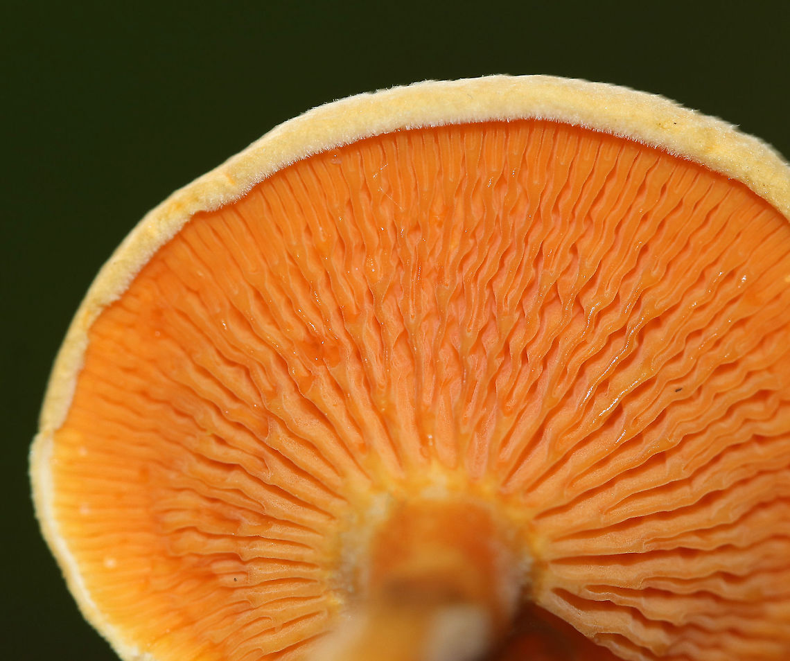Hygrophoropsis aurantiaca Cap: Fuzzy; Pale orange with darker orange center<br />
Gills: Wavy; maybe false gills?; orange; forked<br />
Stem: Sticky; orange; curved at base<br />
Habitat: Coniferous forest with few deciduous trees; mostly pine<br />
<figure class="photo"><a href="https://www.jungledragon.com/image/89227/hygrophoropsis_aurantiaca.html" title="Hygrophoropsis aurantiaca"><img src="https://s3.amazonaws.com/media.jungledragon.com/images/3232/89227_thumb.jpg?AWSAccessKeyId=05GMT0V3GWVNE7GGM1R2&Expires=1767225610&Signature=Q03MiKIaWe49Zv%2FgeawoEb%2F98kg%3D" width="200" height="166" alt="Hygrophoropsis aurantiaca Cap: Fuzzy; Pale orange with darker orange center<br />
Gills: Wavy; maybe false gills?; orange; forked<br />
Stem: Sticky; orange; curved at base<br />
Habitat: Coniferous forest with few deciduous trees; mostly pine<br />
https://www.jungledragon.com/image/89230/unidentified_mushroom_-_hygrophoropsis_sp.html<br />
https://www.jungledragon.com/image/89229/unidentified_mushroom_-_hygrophoropsis_sp.html<br />
https://www.jungledragon.com/image/89228/unidentified_mushroom_-_hygrophoropsis_sp.html False chanterelle,Geotagged,Hygrophoropsis aurantiaca,Summer,United States,fungus,mushroom,orange" /></a></figure><br />
<figure class="photo"><a href="https://www.jungledragon.com/image/89229/hygrophoropsis_aurantiaca.html" title="Hygrophoropsis aurantiaca"><img src="https://s3.amazonaws.com/media.jungledragon.com/images/3232/89229_thumb.jpg?AWSAccessKeyId=05GMT0V3GWVNE7GGM1R2&Expires=1767225610&Signature=ch8kOoWh%2Fk20d%2B%2Fn4AUu4FIId1o%3D" width="122" height="152" alt="Hygrophoropsis aurantiaca <br />
Cap: Fuzzy; Pale orange with darker orange center<br />
Gills: Wavy; maybe false gills?; orange; forked<br />
Stem: Sticky; orange; curved at base<br />
Habitat: Coniferous forest with few deciduous trees; mostly pine<br />
https://www.jungledragon.com/image/89227/unidentified_mushroom_-_hygrophoropsis_sp.html<br />
https://www.jungledragon.com/image/89230/unidentified_mushroom_-_hygrophoropsis_sp.html<br />
https://www.jungledragon.com/image/89228/unidentified_mushroom_-_hygrophoropsis_sp.html False chanterelle,Geotagged,Hygrophoropsis aurantiaca,Summer,United States" /></a></figure><br />
<figure class="photo"><a href="https://www.jungledragon.com/image/89228/hygrophoropsis_aurantiaca.html" title="Hygrophoropsis aurantiaca"><img src="https://s3.amazonaws.com/media.jungledragon.com/images/3232/89228_thumb.jpg?AWSAccessKeyId=05GMT0V3GWVNE7GGM1R2&Expires=1767225610&Signature=Yhp%2BhNL7gGdt3mGmEBAlQ3w452c%3D" width="136" height="152" alt="Hygrophoropsis aurantiaca Cap: Fuzzy; Pale orange with darker orange center<br />
Gills: Wavy; maybe false gills?; orange; forked<br />
Stem: Sticky; orange; curved at base<br />
Habitat: Coniferous forest with few deciduous trees; mostly pine<br />
https://www.jungledragon.com/image/89229/unidentified_mushroom_-_hygrophoropsis_sp.html<br />
https://www.jungledragon.com/image/89227/unidentified_mushroom_-_hygrophoropsis_sp.html<br />
https://www.jungledragon.com/image/89230/unidentified_mushroom_-_hygrophoropsis_sp.html False chanterelle,Geotagged,Hygrophoropsis aurantiaca,Summer,United States" /></a></figure> False chanterelle,Geotagged,Hygrophoropsis aurantiaca,Summer,United States