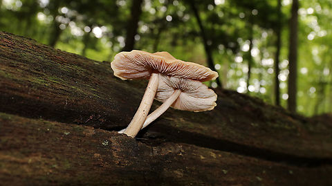 Deer Mushroom - Pluteus cervinus Caps: Pale tan with a slightly darker center; flat with low umbo; lined
Gills: White; crowded; “bumpy”; pinkish tint
Stems: Whitish tan; fibrillose
Habitat: Growing out of a rotting log in a deciduous forest Deer shield,Geotagged,Pluteus cervinus,Summer,United States,mushroom