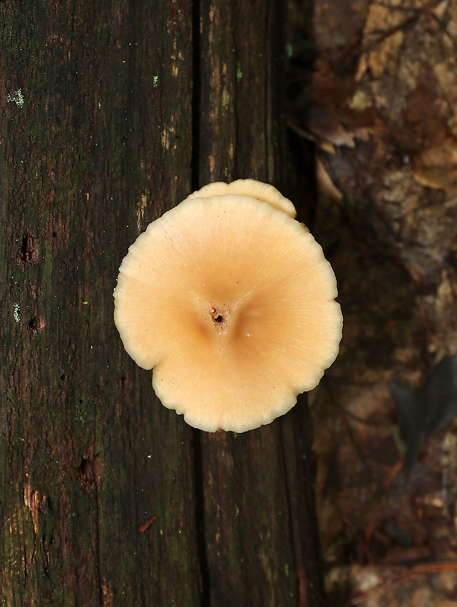 Deer Mushroom - Pluteus cervinus Caps: Pale tan with a slightly darker center; flat with low umbo; lined<br />
Gills: White; crowded; &ldquo;bumpy&rdquo;; pinkish tint<br />
Stems: Whitish tan; fibrillose<br />
Habitat: Growing out of a rotting log in a deciduous forest Deer shield,Geotagged,Pluteus cervinus,Summer,United States
