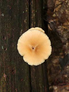 Deer Mushroom - Pluteus cervinus Caps: Pale tan with a slightly darker center; flat with low umbo; lined
Gills: White; crowded; “bumpy”; pinkish tint
Stems: Whitish tan; fibrillose
Habitat: Growing out of a rotting log in a deciduous forest Deer shield,Geotagged,Pluteus cervinus,Summer,United States