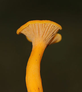 Flame Chanterelle - Craterellus ignicolor Habitat: Deciduous forest
https://www.jungledragon.com/image/89234/flame_chanterelle_-_craterellus_ignicolor.html Craterellus,Craterellus ignicolor,Flame Chanterelle,Geotagged,Summer,United States,chanterelle,mushroom