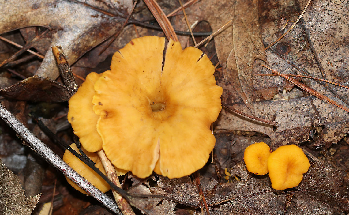 Flame Chanterelle - Craterellus ignicolor Habitat: Deciduous forest<br />
<figure class="photo"><a href="https://www.jungledragon.com/image/89233/flame_chanterelle_-_craterellus_ignicolor.html" title="Flame Chanterelle - Craterellus ignicolor"><img src="https://s3.amazonaws.com/media.jungledragon.com/images/3232/89233_thumb.jpg?AWSAccessKeyId=05GMT0V3GWVNE7GGM1R2&Expires=1769040010&Signature=qxs5CuJ3xKtSdmymZZAnsVk4yUM%3D" width="138" height="152" alt="Flame Chanterelle - Craterellus ignicolor Habitat: Deciduous forest<br />
https://www.jungledragon.com/image/89234/flame_chanterelle_-_craterellus_ignicolor.html Craterellus,Craterellus ignicolor,Flame Chanterelle,Geotagged,Summer,United States,chanterelle,mushroom" /></a></figure> Craterellus ignicolor,Flame Chanterelle,Geotagged,Summer,United States