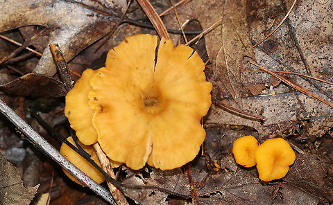Flame Chanterelle - Craterellus ignicolor Habitat: Deciduous forest
https://www.jungledragon.com/image/89233/flame_chanterelle_-_craterellus_ignicolor.html Craterellus ignicolor,Flame Chanterelle,Geotagged,Summer,United States
