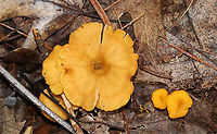 Flame Chanterelle - Craterellus ignicolor Habitat: Deciduous forest<br />
https://www.jungledragon.com/image/89233/flame_chanterelle_-_craterellus_ignicolor.html Craterellus ignicolor,Flame Chanterelle,Geotagged,Summer,United States