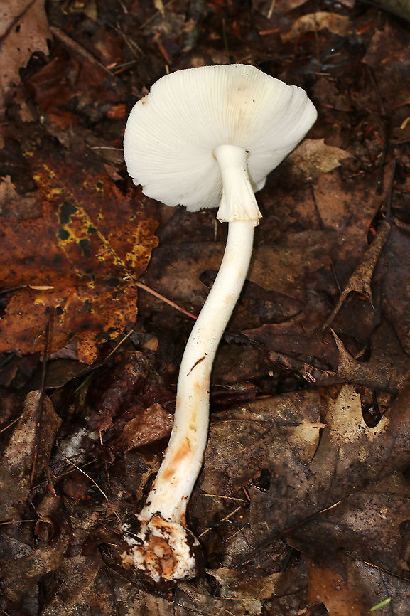 White American Star-footed Amanita - Amanita aestivalis Habitat: Growing on the ground near rotting wood in a mixed, but mostly deciduous, forest.<br />
<figure class="photo"><a href="https://www.jungledragon.com/image/89236/white_american_star-footed_amanita_-_amanita_aestivalis.html" title="White American Star-footed Amanita - Amanita aestivalis"><img src="https://s3.amazonaws.com/media.jungledragon.com/images/3232/89236_thumb.jpg?AWSAccessKeyId=05GMT0V3GWVNE7GGM1R2&Expires=1759968010&Signature=%2B4caY9w2z2opw5k8%2B9FldrWTGuQ%3D" width="200" height="168" alt="White American Star-footed Amanita - Amanita aestivalis Habitat: Growing on the ground near rotting wood in a mixed, but mostly deciduous, forest.<br />
https://www.jungledragon.com/image/89235/white_american_star-footed_amanita_-_amanita_aestivalis.html Amanita aestivalis,Geotagged,Summer,United States,White American star-footed Amanita" /></a></figure> Amanita aestivalis,Geotagged,Summer,United States,White American star-footed Amanita