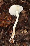 White American Star-footed Amanita - Amanita aestivalis Habitat: Growing on the ground near rotting wood in a mixed, but mostly deciduous, forest.<br />
https://www.jungledragon.com/image/89236/white_american_star-footed_amanita_-_amanita_aestivalis.html Amanita aestivalis,Geotagged,Summer,United States,White American star-footed Amanita