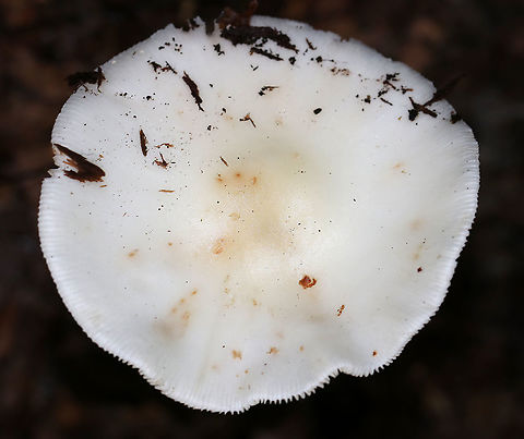 White American Star-footed Amanita - Amanita aestivalis Habitat: Growing on the ground near rotting wood in a mixed, but mostly deciduous, forest.
https://www.jungledragon.com/image/89235/white_american_star-footed_amanita_-_amanita_aestivalis.html Amanita aestivalis,Geotagged,Summer,United States,White American star-footed Amanita