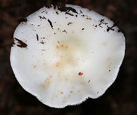 White American Star-footed Amanita - Amanita aestivalis Habitat: Growing on the ground near rotting wood in a mixed, but mostly deciduous, forest.<br />
https://www.jungledragon.com/image/89235/white_american_star-footed_amanita_-_amanita_aestivalis.html Amanita aestivalis,Geotagged,Summer,United States,White American star-footed Amanita