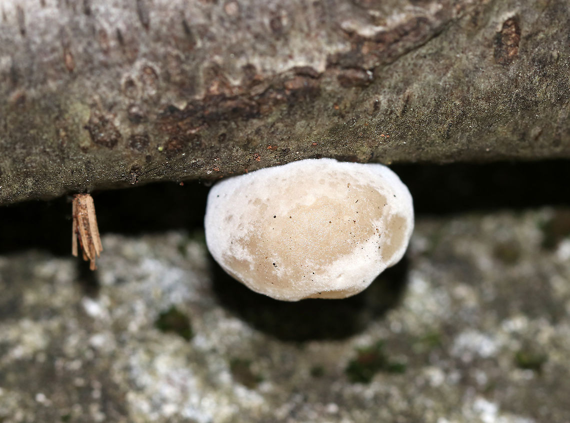 White Blob Fungus - Postia sp.? Whitish blob growing on fallen hardwood alongside a bagworm :)<br />
<br />
Maybe Postia sp.? Or, a button? Puffball? <br />
<figure class="photo"><a href="https://www.jungledragon.com/image/89238/white_blob_fungus.html" title="White Blob Fungus"><img src="https://s3.amazonaws.com/media.jungledragon.com/images/3232/89238_thumb.jpg?AWSAccessKeyId=05GMT0V3GWVNE7GGM1R2&Expires=1769040010&Signature=B9cMNGKx3yk1a84qN3Vv5Tp%2BP%2F4%3D" width="126" height="152" alt="White Blob Fungus Whitish blob growing on fallen hardwood alongside a bagworm :)<br />
<br />
Maybe Postia sp.? Or, a button? Puffball?<br />
https://www.jungledragon.com/image/89237/white_blob_fungus.html<br />
 Geotagged,Summer,United States" /></a></figure> Geotagged,Summer,United States,fungus,mushroom
