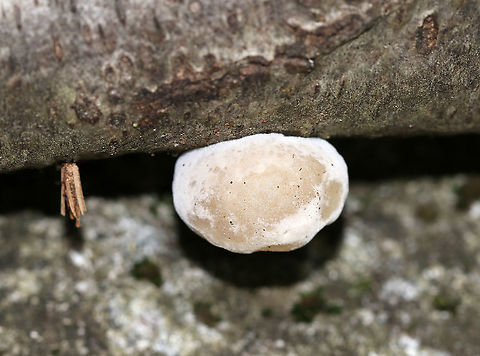 White Blob Fungus - Postia sp.? Whitish blob growing on fallen hardwood alongside a bagworm :)

Maybe Postia sp.? Or, a button? Puffball? 
https://www.jungledragon.com/image/89238/white_blob_fungus.html Geotagged,Summer,United States,fungus,mushroom
