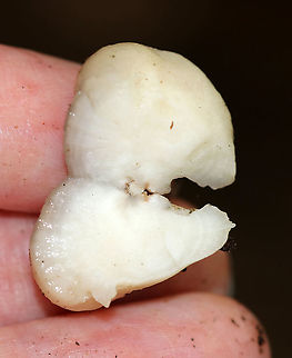 White Blob Fungus Whitish blob growing on fallen hardwood alongside a bagworm :)

Maybe Postia sp.? Or, a button? Puffball?
https://www.jungledragon.com/image/89237/white_blob_fungus.html
 Geotagged,Summer,United States