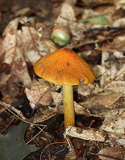 Corrugated Cortinarius - Cortinarius corrugatus Habitat: Mostly deciduous forest
https://www.jungledragon.com/image/89246/corrugated_cortinarius_-_cortinarius_corrugatus.html Corrugated Cortinarius,Cortinarius corrugatus,Geotagged,Summer,United States,cortinarius,mushroom
