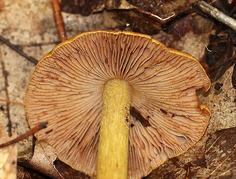 Corrugated Cortinarius - Cortinarius corrugatus Habitat: Mostly deciduous forest
https://www.jungledragon.com/image/89245/corrugated_cortinarius_-_cortinarius_corrugatus.html Corrugated Cortinarius,Cortinarius corrugatus,Geotagged,Summer,United States