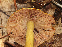 Corrugated Cortinarius - Cortinarius corrugatus Habitat: Mostly deciduous forest<br />
https://www.jungledragon.com/image/89245/corrugated_cortinarius_-_cortinarius_corrugatus.html Corrugated Cortinarius,Cortinarius corrugatus,Geotagged,Summer,United States