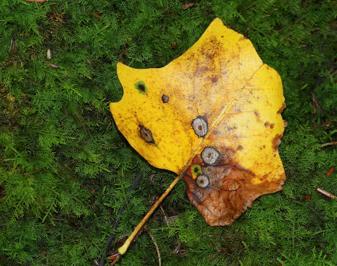 Resseliella liriodendri Galls on Tulip Poplar (Liriodendron tulipifera) Habitat: tulip poplar leaf in a mixed forest<br />
<figure class="photo"><a href="https://www.jungledragon.com/image/89270/resseliella_liriodendri_galls_on_tulip_poplar_liriodendron_tulipifera.html" title="Resseliella liriodendri Galls on Tulip Poplar (Liriodendron tulipifera)"><img src="https://s3.amazonaws.com/media.jungledragon.com/images/3232/89270_thumb.jpg?AWSAccessKeyId=05GMT0V3GWVNE7GGM1R2&Expires=1759968010&Signature=LSzkUsw29SVaKocfC6NIfRoIVS4%3D" width="132" height="152" alt="Resseliella liriodendri Galls on Tulip Poplar (Liriodendron tulipifera) Habitat: tulip poplar leaf in a mixed forest<br />
https://www.jungledragon.com/image/89268/resseliella_liriodendri_galls_on_tulip_poplar_liriodendron_tulipifera.html<br />
https://www.jungledragon.com/image/89269/resseliella_liriodendri_galls_on_tulip_poplar_liriodendron_tulipifera.html Geotagged,Resseliella liriodendri,Summer,United States,galls" /></a></figure><br />
<figure class="photo"><a href="https://www.jungledragon.com/image/89269/resseliella_liriodendri_galls_on_tulip_poplar_liriodendron_tulipifera.html" title="Resseliella liriodendri Galls on Tulip Poplar (Liriodendron tulipifera)"><img src="https://s3.amazonaws.com/media.jungledragon.com/images/3232/89269_thumb.jpg?AWSAccessKeyId=05GMT0V3GWVNE7GGM1R2&Expires=1759968010&Signature=kG%2Bm0aywRvt51WrbvCesDxfIvI4%3D" width="200" height="160" alt="Resseliella liriodendri Galls on Tulip Poplar (Liriodendron tulipifera) Habitat: tulip poplar leaf in a mixed forest<br />
https://www.jungledragon.com/image/89270/resseliella_liriodendri_galls_on_tulip_poplar_liriodendron_tulipifera.html<br />
https://www.jungledragon.com/image/89268/resseliella_liriodendri_galls_on_tulip_poplar_liriodendron_tulipifera.html Geotagged,Resseliella liriodendri,Summer,United States" /></a></figure> Geotagged,Liriodendron tulipifera,Resseliella liriodendri,Summer,United States,galls