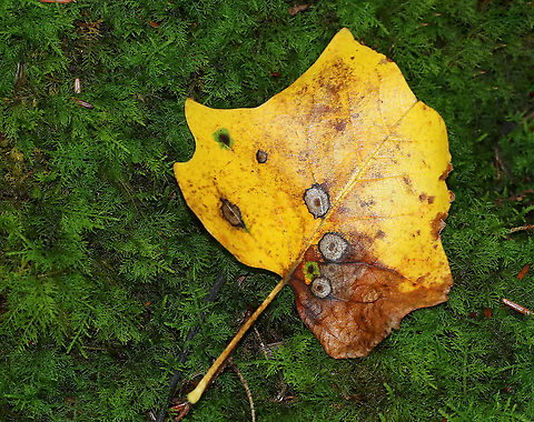 Resseliella liriodendri Galls on Tulip Poplar (Liriodendron tulipifera) Habitat: tulip poplar leaf in a mixed forest
https://www.jungledragon.com/image/89270/resseliella_liriodendri_galls_on_tulip_poplar_liriodendron_tulipifera.html
https://www.jungledragon.com/image/89269/resseliella_liriodendri_galls_on_tulip_poplar_liriodendron_tulipifera.html Geotagged,Liriodendron tulipifera,Resseliella liriodendri,Summer,United States,galls