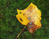 Resseliella liriodendri Galls on Tulip Poplar (Liriodendron tulipifera) Habitat: tulip poplar leaf in a mixed forest<br />
https://www.jungledragon.com/image/89270/resseliella_liriodendri_galls_on_tulip_poplar_liriodendron_tulipifera.html<br />
https://www.jungledragon.com/image/89269/resseliella_liriodendri_galls_on_tulip_poplar_liriodendron_tulipifera.html Geotagged,Liriodendron tulipifera,Resseliella liriodendri,Summer,United States,galls