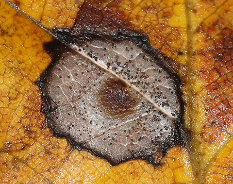 Resseliella liriodendri Galls on Tulip Poplar (Liriodendron tulipifera) Habitat: tulip poplar leaf in a mixed forest
https://www.jungledragon.com/image/89270/resseliella_liriodendri_galls_on_tulip_poplar_liriodendron_tulipifera.html
https://www.jungledragon.com/image/89268/resseliella_liriodendri_galls_on_tulip_poplar_liriodendron_tulipifera.html Geotagged,Resseliella liriodendri,Summer,United States
