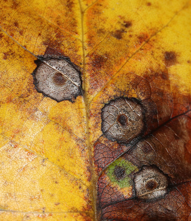 Resseliella liriodendri Galls on Tulip Poplar (Liriodendron tulipifera) Habitat: tulip poplar leaf in a mixed forest<br />
<figure class="photo"><a href="https://www.jungledragon.com/image/89268/resseliella_liriodendri_galls_on_tulip_poplar_liriodendron_tulipifera.html" title="Resseliella liriodendri Galls on Tulip Poplar (Liriodendron tulipifera)"><img src="https://s3.amazonaws.com/media.jungledragon.com/images/3232/89268_thumb.jpg?AWSAccessKeyId=05GMT0V3GWVNE7GGM1R2&Expires=1759968010&Signature=BBlK9jEk2Kz2Kn%2FiW7o5jwvRJuk%3D" width="200" height="160" alt="Resseliella liriodendri Galls on Tulip Poplar (Liriodendron tulipifera) Habitat: tulip poplar leaf in a mixed forest<br />
https://www.jungledragon.com/image/89270/resseliella_liriodendri_galls_on_tulip_poplar_liriodendron_tulipifera.html<br />
https://www.jungledragon.com/image/89269/resseliella_liriodendri_galls_on_tulip_poplar_liriodendron_tulipifera.html Geotagged,Liriodendron tulipifera,Resseliella liriodendri,Summer,United States,galls" /></a></figure><br />
<figure class="photo"><a href="https://www.jungledragon.com/image/89269/resseliella_liriodendri_galls_on_tulip_poplar_liriodendron_tulipifera.html" title="Resseliella liriodendri Galls on Tulip Poplar (Liriodendron tulipifera)"><img src="https://s3.amazonaws.com/media.jungledragon.com/images/3232/89269_thumb.jpg?AWSAccessKeyId=05GMT0V3GWVNE7GGM1R2&Expires=1759968010&Signature=kG%2Bm0aywRvt51WrbvCesDxfIvI4%3D" width="200" height="160" alt="Resseliella liriodendri Galls on Tulip Poplar (Liriodendron tulipifera) Habitat: tulip poplar leaf in a mixed forest<br />
https://www.jungledragon.com/image/89270/resseliella_liriodendri_galls_on_tulip_poplar_liriodendron_tulipifera.html<br />
https://www.jungledragon.com/image/89268/resseliella_liriodendri_galls_on_tulip_poplar_liriodendron_tulipifera.html Geotagged,Resseliella liriodendri,Summer,United States" /></a></figure> Geotagged,Resseliella liriodendri,Summer,United States,galls