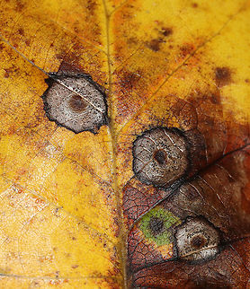 Resseliella liriodendri Galls on Tulip Poplar (Liriodendron tulipifera) Habitat: tulip poplar leaf in a mixed forest
https://www.jungledragon.com/image/89268/resseliella_liriodendri_galls_on_tulip_poplar_liriodendron_tulipifera.html
https://www.jungledragon.com/image/89269/resseliella_liriodendri_galls_on_tulip_poplar_liriodendron_tulipifera.html Geotagged,Resseliella liriodendri,Summer,United States,galls