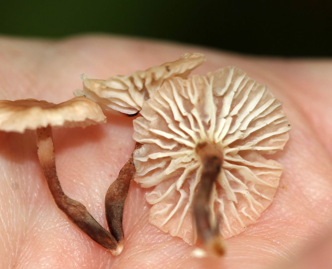 Marasmiellus praeacutus Habitat: growing on the ground, under oak. Eastern hemlock was nearby.<br />
<figure class="photo"><a href="https://www.jungledragon.com/image/89281/marasmiellus_praeacutus.html" title="Marasmiellus praeacutus"><img src="https://s3.amazonaws.com/media.jungledragon.com/images/3232/89281_thumb.jpg?AWSAccessKeyId=05GMT0V3GWVNE7GGM1R2&Expires=1767225610&Signature=l4pXBadKd0Em27nS6i7XqIvvCWo%3D" width="200" height="158" alt="Marasmiellus praeacutus Habitat: growing on the ground, under oak. Eastern hemlock was nearby.<br />
https://www.jungledragon.com/image/89280/marasmiellus_praeacutus.html Geotagged,Marasmiellus praeacutus,Summer,United States" /></a></figure> Geotagged,Marasmiellus,Marasmiellus praeacutus,Summer,United States,fungus,mushroom