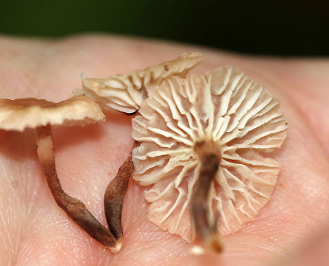 Marasmiellus praeacutus Habitat: growing on the ground, under oak. Eastern hemlock was nearby.
https://www.jungledragon.com/image/89281/marasmiellus_praeacutus.html Geotagged,Marasmiellus,Marasmiellus praeacutus,Summer,United States,fungus,mushroom