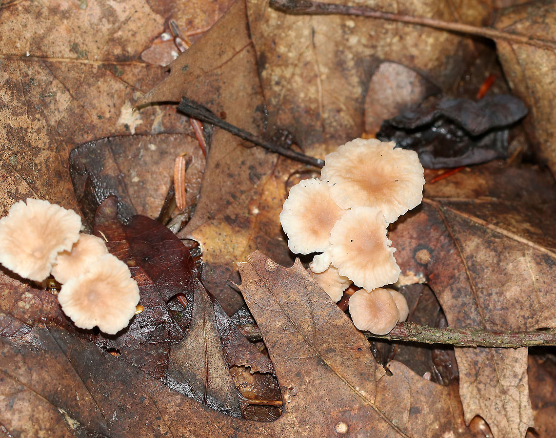 Marasmiellus praeacutus Habitat: growing on the ground, under oak. Eastern hemlock was nearby.<br />
<figure class="photo"><a href="https://www.jungledragon.com/image/89280/marasmiellus_praeacutus.html" title="Marasmiellus praeacutus"><img src="https://s3.amazonaws.com/media.jungledragon.com/images/3232/89280_thumb.jpg?AWSAccessKeyId=05GMT0V3GWVNE7GGM1R2&Expires=1759968010&Signature=axUTgs8Yj5Y9APZfm7uF8ho925c%3D" width="200" height="162" alt="Marasmiellus praeacutus Habitat: growing on the ground, under oak. Eastern hemlock was nearby.<br />
https://www.jungledragon.com/image/89281/marasmiellus_praeacutus.html Geotagged,Marasmiellus,Marasmiellus praeacutus,Summer,United States,fungus,mushroom" /></a></figure> Geotagged,Marasmiellus praeacutus,Summer,United States