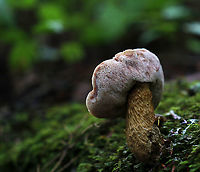 Bitter Bolete - Tylopilus felleus Cap: Smooth and leathery; tan; convoluted shape<br />
Pores: Whitish pink; 1-2 per mm<br />
Stem: tan; strongly reticulate; club-shaped; twisted<br />
Habitat: Mixed forest<br />
https://www.jungledragon.com/image/89283/bitter_bolete_-_tylopilus_felleus.html Geotagged,Summer,Tylopilus,Tylopilus felleus,United States,bitter bolete,bolete