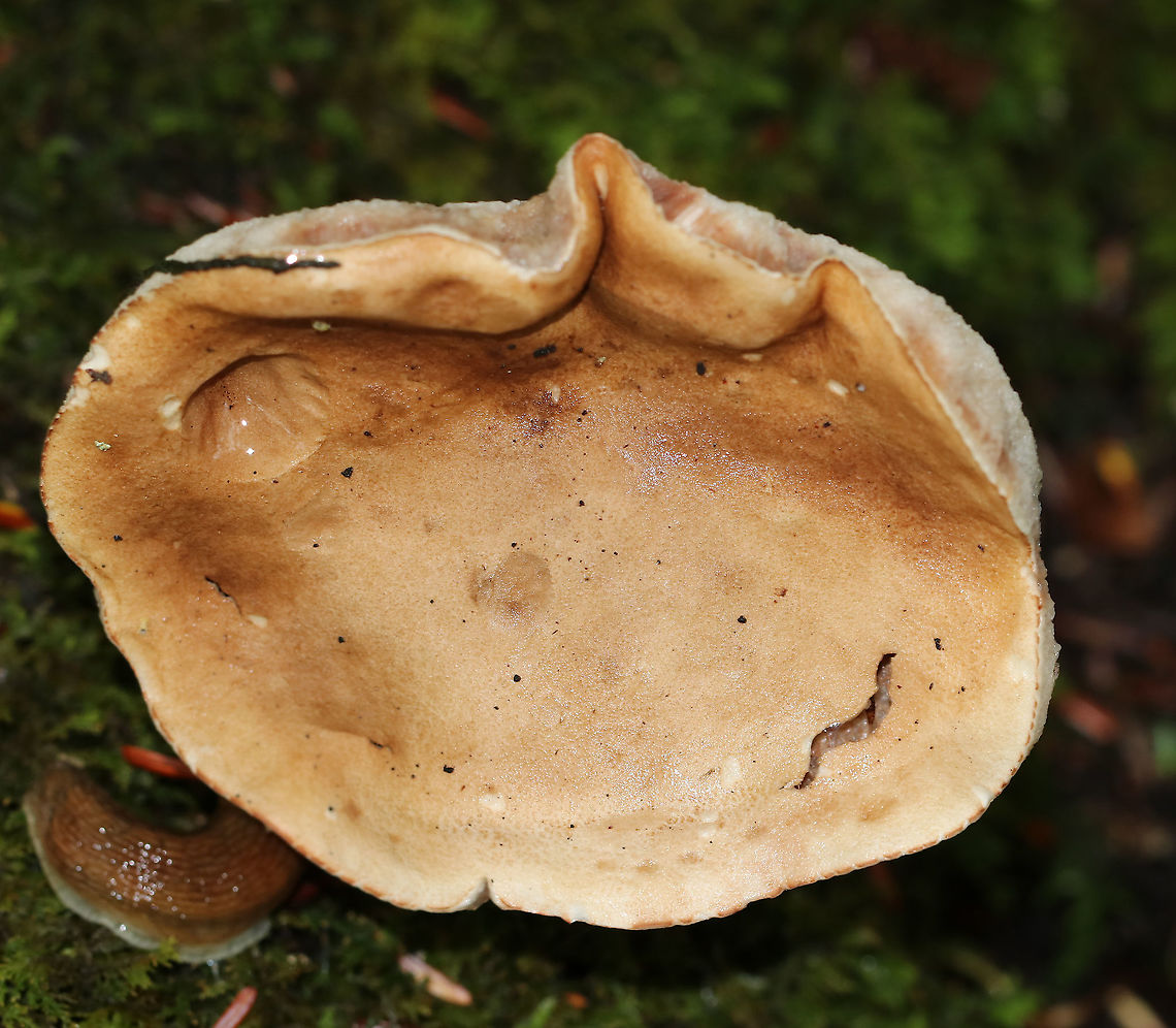 Bitter Bolete - Tylopilus felleus Cap: Smooth and leathery; tan; convoluted shape<br />
Pores: Whitish pink; 1-2 per mm<br />
Stem: tan; strongly reticulate; club-shaped; twisted<br />
Habitat: Mixed forest<br />
<figure class="photo"><a href="https://www.jungledragon.com/image/89282/bitter_bolete_-_tylopilus_felleus.html" title="Bitter Bolete -  Tylopilus felleus"><img src="https://s3.amazonaws.com/media.jungledragon.com/images/3232/89282_thumb.jpg?AWSAccessKeyId=05GMT0V3GWVNE7GGM1R2&Expires=1759968010&Signature=s%2BndipzCRuNtsna%2BUnv9pacnTMU%3D" width="200" height="172" alt="Bitter Bolete -  Tylopilus felleus Cap: Smooth and leathery; tan; convoluted shape<br />
Pores: Whitish pink; 1-2 per mm<br />
Stem: tan; strongly reticulate; club-shaped; twisted<br />
Habitat: Mixed forest<br />
https://www.jungledragon.com/image/89283/bitter_bolete_-_tylopilus_felleus.html Geotagged,Summer,Tylopilus,Tylopilus felleus,United States,bitter bolete,bolete" /></a></figure><br />
 Bitter Bolete,Geotagged,Summer,Tylopilus felleus,United States