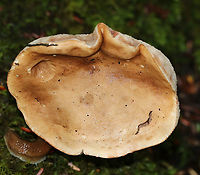 Bitter Bolete - Tylopilus felleus Cap: Smooth and leathery; tan; convoluted shape<br />
Pores: Whitish pink; 1-2 per mm<br />
Stem: tan; strongly reticulate; club-shaped; twisted<br />
Habitat: Mixed forest<br />
https://www.jungledragon.com/image/89282/bitter_bolete_-_tylopilus_felleus.html<br />
Bitter Bolete,Geotagged,Summer,Tylopilus felleus,United States