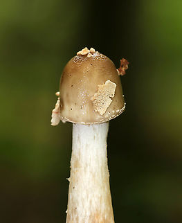 American Star-footed Amanita - Amanita brunnescens Brown/olive, sticky cap with white remnants. Gills were white and close. Thick, whitish tan stem with a large bulb.

Habitat: Growing on the ground in a mixed forest
https://www.jungledragon.com/image/89285/american_star-footed_amanita_-_amanita_brunnescens.html
https://www.jungledragon.com/image/89286/american_star-footed_amanita_-_amanita_brunnescens.html Amanita brunnescens,Brown star-footed Amanita,Geotagged,Summer,United States; amanita; mushroom