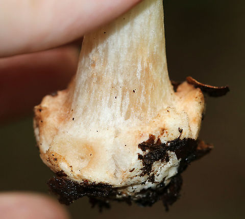 American Star-footed Amanita - Amanita brunnescens Brown/olive, sticky cap with white remnants. Gills were white and close. Thick, whitish tan stem with a large bulb.

Habitat: Growing on the ground in a mixed forest
https://www.jungledragon.com/image/89286/american_star-footed_amanita_-_amanita_brunnescens.html
https://www.jungledragon.com/image/89284/american_star-footed_amanita_-_amanita_brunnescens.html Amanita brunnescens,Brown star-footed Amanita,Geotagged,Summer,United States