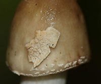 American Star-footed Amanita - Amanita brunnescens Brown/olive, sticky cap with white remnants. Gills were white and close. Thick, whitish tan stem with a large bulb.<br />
<br />
Habitat: Growing on the ground in a mixed forest<br />
https://www.jungledragon.com/image/89284/american_star-footed_amanita_-_amanita_brunnescens.html<br />
https://www.jungledragon.com/image/89285/american_star-footed_amanita_-_amanita_brunnescens.html Amanita brunnescens,Brown star-footed Amanita,Geotagged,Summer,United States