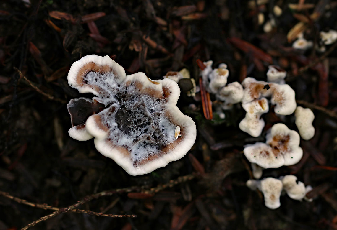 Hydnellum sp. Growing on the ground in a mixed forest (oak, pine, eastern hemlock, and beech). The spines bruised when marked.<br />
<figure class="photo"><a href="https://www.jungledragon.com/image/89288/hydnellum_sp.html" title="Hydnellum sp."><img src="https://s3.amazonaws.com/media.jungledragon.com/images/3232/89288_thumb.jpg?AWSAccessKeyId=05GMT0V3GWVNE7GGM1R2&Expires=1769040010&Signature=1af0rNVhSgbFZZ2wMvbst2OAzfI%3D" width="200" height="146" alt="Hydnellum sp. Growing on the ground in a mixed forest (oak, pine, eastern hemlock, and beech). The spines bruised when marked.<br />
https://www.jungledragon.com/image/89287/hydnellum_sp.html Geotagged,Summer,United States" /></a></figure> Geotagged,Hydnellum,Summer,United States,fungus