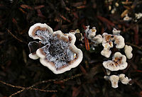 Hydnellum sp. Growing on the ground in a mixed forest (oak, pine, eastern hemlock, and beech). The spines bruised when marked.<br />
https://www.jungledragon.com/image/89288/hydnellum_sp.html Geotagged,Hydnellum,Summer,United States,fungus