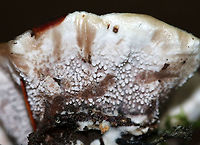 Hydnellum sp. Growing on the ground in a mixed forest (oak, pine, eastern hemlock, and beech). The spines bruised when marked.<br />
https://www.jungledragon.com/image/89287/hydnellum_sp.html Geotagged,Summer,United States