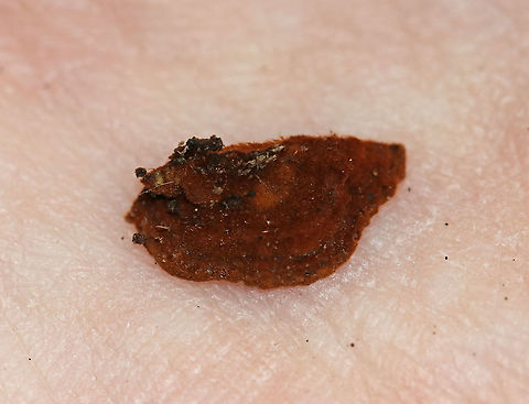 Hymenochaete rubiginosa Habitat: Rotting, decorticated wood in a mixed forest. It is likely hardwood.
https://www.jungledragon.com/image/75780/fungus_-_polyporales.html Fall,Geotagged,Hymenochaete,Hymenochaete rubiginosa,Oak Curtain Crust,United States