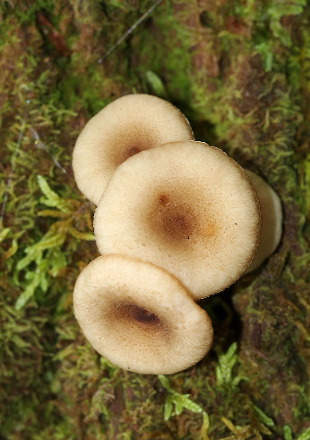 Lactarius griseus Caps: Dry, depressed, covered in brownish fibers<br />
Gills: Cream-colored; decurrent; forked<br />
Stem: dry; tan<br />
Habitat: Growing on a rotting log in a mixed forest<br />
<figure class="photo"><a href="https://www.jungledragon.com/image/89339/lactarius_griseus.html" title="Lactarius griseus"><img src="https://s3.amazonaws.com/media.jungledragon.com/images/3232/89339_thumb.jpg?AWSAccessKeyId=05GMT0V3GWVNE7GGM1R2&Expires=1767225610&Signature=eWQu655KW1F5czTZMJPk9SKpLgU%3D" width="200" height="150" alt="Lactarius griseus Caps: Dry, depressed, covered in brownish fibers<br />
Gills: Cream-colored; decurrent; forked<br />
Stem: dry; tan<br />
Habitat: Growing on a rotting log in a mixed forest<br />
https://www.jungledragon.com/image/89337/lactarius_griseus.html<br />
https://www.jungledragon.com/image/89338/lactarius_griseus.html Geotagged,Lactarius griseus,Summer,United States" /></a></figure><br />
<figure class="photo"><a href="https://www.jungledragon.com/image/89338/lactarius_griseus.html" title="Lactarius griseus"><img src="https://s3.amazonaws.com/media.jungledragon.com/images/3232/89338_thumb.jpg?AWSAccessKeyId=05GMT0V3GWVNE7GGM1R2&Expires=1767225610&Signature=2rPR6FABJRESZoeCTxH3GLJdnPI%3D" width="200" height="158" alt="Lactarius griseus Caps: Dry, depressed, covered in brownish fibers<br />
Gills: Cream-colored; decurrent; forked<br />
Stem: dry; tan<br />
Habitat: Growing on a rotting log in a mixed forest<br />
https://www.jungledragon.com/image/89337/lactarius_griseus.html<br />
https://www.jungledragon.com/image/89339/lactarius_griseus.html Geotagged,Lactarius griseus,Summer,United States" /></a></figure> Geotagged,Lactarius,Lactarius griseus,Summer,United States,fungus,milkcap,mushroom
