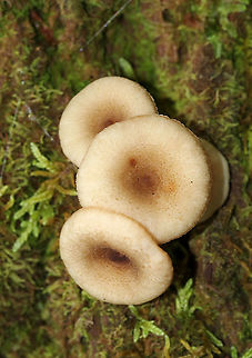 Lactarius griseus Caps: Dry, depressed, covered in brownish fibers
Gills: Cream-colored; decurrent; forked
Stem: dry; tan
Habitat: Growing on a rotting log in a mixed forest
https://www.jungledragon.com/image/89339/lactarius_griseus.html
https://www.jungledragon.com/image/89338/lactarius_griseus.html Geotagged,Lactarius,Lactarius griseus,Summer,United States,fungus,milkcap,mushroom
