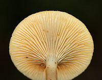 Lactarius griseus Caps: Dry, depressed, covered in brownish fibers<br />
Gills: Cream-colored; decurrent; forked<br />
Stem: dry; tan<br />
Habitat: Growing on a rotting log in a mixed forest<br />
https://www.jungledragon.com/image/89337/lactarius_griseus.html<br />
https://www.jungledragon.com/image/89339/lactarius_griseus.html Geotagged,Lactarius griseus,Summer,United States