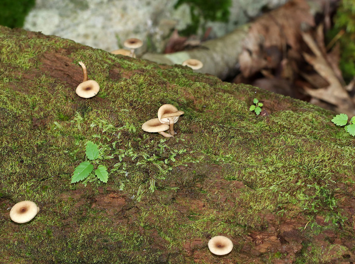 Lactarius griseus Caps: Dry, depressed, covered in brownish fibers<br />
Gills: Cream-colored; decurrent; forked<br />
Stem: dry; tan<br />
Habitat: Growing on a rotting log in a mixed forest<br />
<figure class="photo"><a href="https://www.jungledragon.com/image/89337/lactarius_griseus.html" title="Lactarius griseus"><img src="https://s3.amazonaws.com/media.jungledragon.com/images/3232/89337_thumb.jpg?AWSAccessKeyId=05GMT0V3GWVNE7GGM1R2&Expires=1759968010&Signature=6JF9cDMm43u2uL2EGX2LWszjR84%3D" width="108" height="152" alt="Lactarius griseus Caps: Dry, depressed, covered in brownish fibers<br />
Gills: Cream-colored; decurrent; forked<br />
Stem: dry; tan<br />
Habitat: Growing on a rotting log in a mixed forest<br />
https://www.jungledragon.com/image/89339/lactarius_griseus.html<br />
https://www.jungledragon.com/image/89338/lactarius_griseus.html Geotagged,Lactarius,Lactarius griseus,Summer,United States,fungus,milkcap,mushroom" /></a></figure><br />
<figure class="photo"><a href="https://www.jungledragon.com/image/89338/lactarius_griseus.html" title="Lactarius griseus"><img src="https://s3.amazonaws.com/media.jungledragon.com/images/3232/89338_thumb.jpg?AWSAccessKeyId=05GMT0V3GWVNE7GGM1R2&Expires=1759968010&Signature=VVWUOmqXAiepj6PPVpBzFUVqmr8%3D" width="200" height="158" alt="Lactarius griseus Caps: Dry, depressed, covered in brownish fibers<br />
Gills: Cream-colored; decurrent; forked<br />
Stem: dry; tan<br />
Habitat: Growing on a rotting log in a mixed forest<br />
https://www.jungledragon.com/image/89337/lactarius_griseus.html<br />
https://www.jungledragon.com/image/89339/lactarius_griseus.html Geotagged,Lactarius griseus,Summer,United States" /></a></figure> Geotagged,Lactarius griseus,Summer,United States