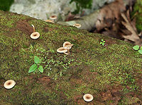 Lactarius griseus Caps: Dry, depressed, covered in brownish fibers<br />
Gills: Cream-colored; decurrent; forked<br />
Stem: dry; tan<br />
Habitat: Growing on a rotting log in a mixed forest<br />
https://www.jungledragon.com/image/89337/lactarius_griseus.html<br />
https://www.jungledragon.com/image/89338/lactarius_griseus.html Geotagged,Lactarius griseus,Summer,United States