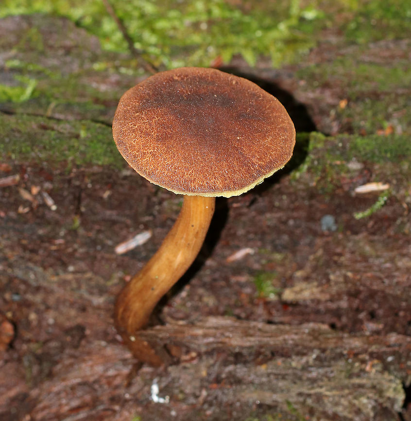 Red-cracked Bolete - Xerocomellus chrysenteron Reddish brown cap that was very dry and cracked. Yellow, spongy pores. Stem was streaked reddish brown, and was long and curved.<br />
<br />
Habitat: Rotting wood in a mixed forest<br />
<figure class="photo"><a href="https://www.jungledragon.com/image/89341/red-cracked_bolete_-_xerocomellus_chrysenteron.html" title="Red-cracked Bolete - Xerocomellus chrysenteron"><img src="https://s3.amazonaws.com/media.jungledragon.com/images/3232/89341_thumb.jpg?AWSAccessKeyId=05GMT0V3GWVNE7GGM1R2&Expires=1759968010&Signature=iUh0VdjRlMF%2Bc3XRjFdoRGGptVk%3D" width="200" height="156" alt="Red-cracked Bolete - Xerocomellus chrysenteron Reddish brown cap that was very dry and cracked. Yellow, spongy pores. Stem was streaked reddish brown, and was long and curved.<br />
<br />
Habitat: Rotting wood in a mixed forest<br />
https://www.jungledragon.com/image/89340/red-cracked_bolete_-_xerocomellus_chrysenteron.html Geotagged,Summer,United States,Xerocomellus chrysenteron" /></a></figure> Geotagged,Red-cracked Bolete,Summer,United States,Xerocomellus,Xerocomellus chrysenteron,bolete